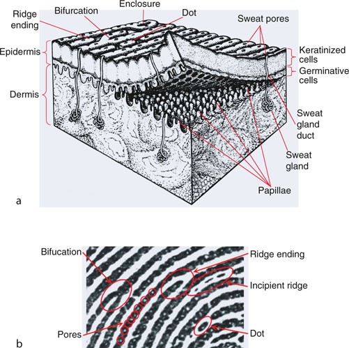 Anatomy Of Friction Ridge Skin Springerlink