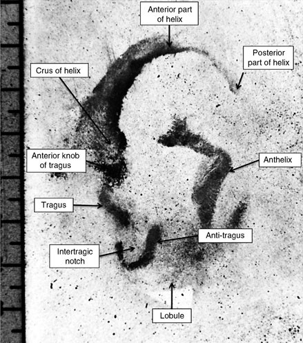 earprints forensic evidence of