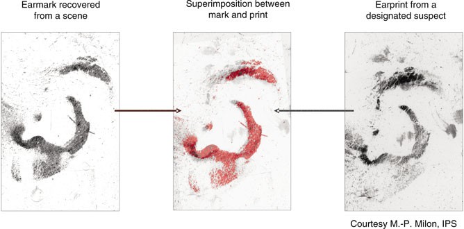 earprints forensic evidence of