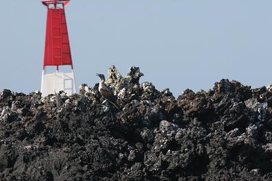 Aa Lava Springerlink aa lava springerlink