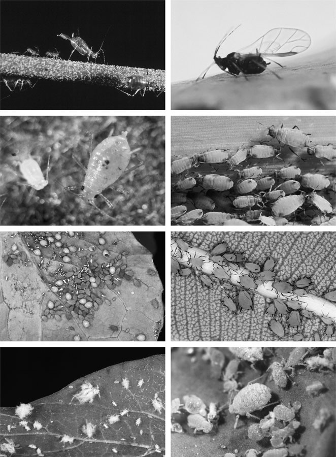 Aphids Hemiptera Aphididae Springerlink
