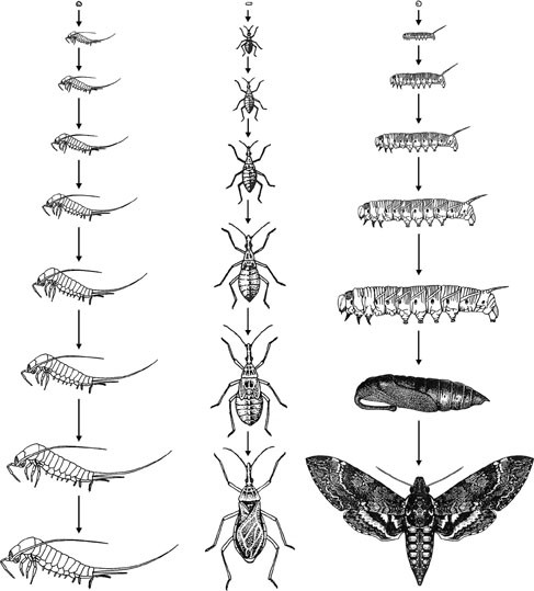 Metamorphosis | SpringerLink