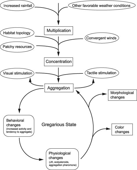 Gregarious Phase