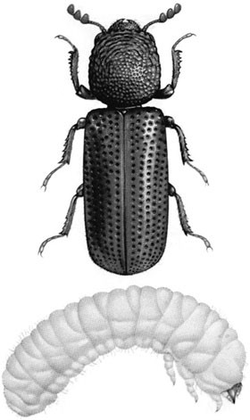 Stored Grain And Flour Insects And Their Management Springerlink