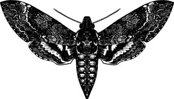 manduca butterfly