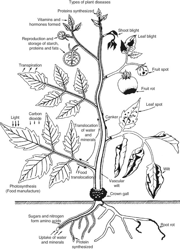 Transmission Of Plant Diseases By Insects Springerlink