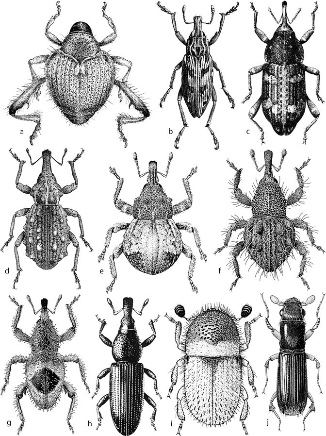 Weevils, Billbugs, Bark Beetles, and Others (Coleoptera: Curculionoidea ...