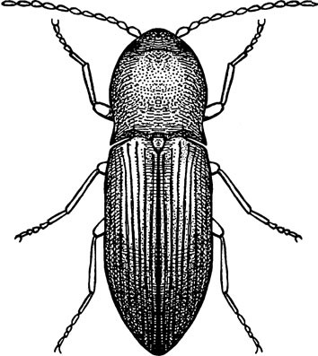 Wireworms Several Genera And Species Coleoptera Elateridae