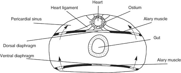 Dorsal Vessel Heart And Aorta Springerlink
