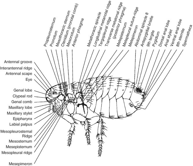 Fleas Siphonaptera Springerlink