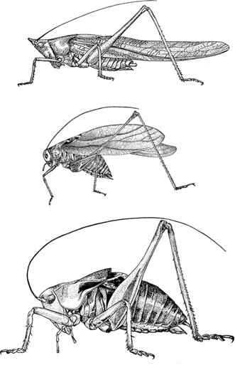 Grasshoppers Katydids And Crickets Orthoptera Springerlink
