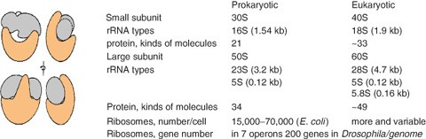 Ribosomes Springerlink