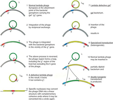 Specialized Transduction Springerlink