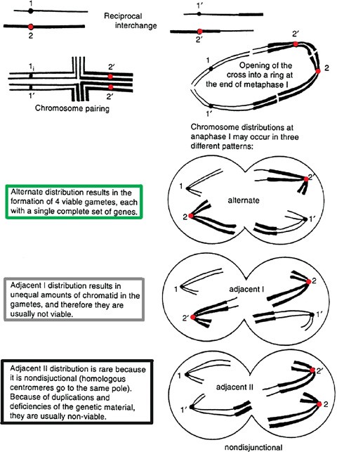 Translocation Heterozygote Springerlink