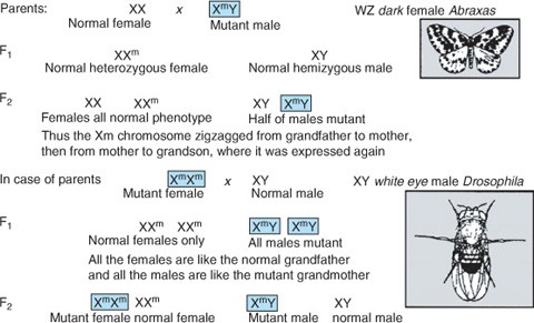 Criss Cross Inheritance Springerlink