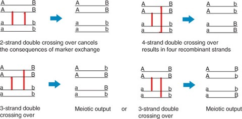 Crossing Over Springerlink
