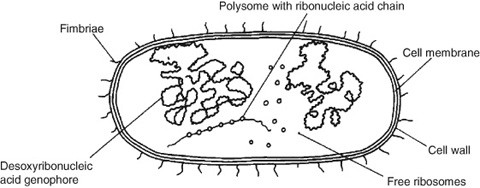 E Coli Escherichia Coli Colon Bacillus Enterobacteriaceae Springerlink E Coli Escherichia Coli Colon Bacillus Enterobacteriaceae Springerlink
