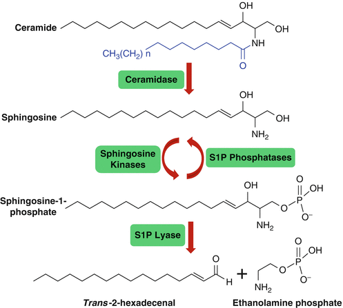 Sphingosine-1-Phosphate | SpringerLink