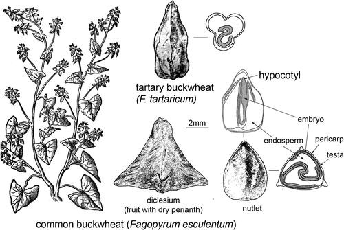 Buckwheat Origins And Development Springerlink