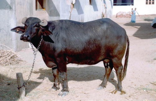 Water Buffalo: Domestication | SpringerLink