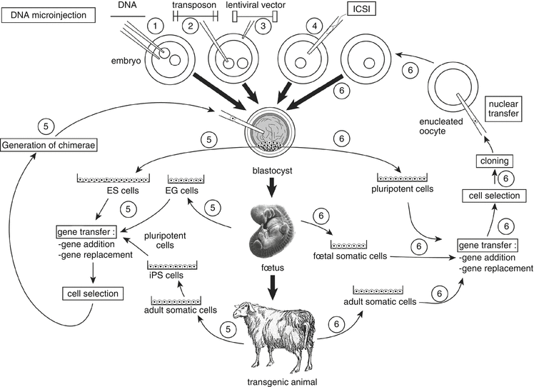 Transgenics Alternative Gene Transfer Methods Springerlink Transgenics Alternative Gene Transfer Methods Springerlink