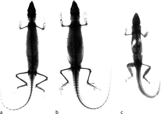 Uv Effects On Living Organisms Springerlink