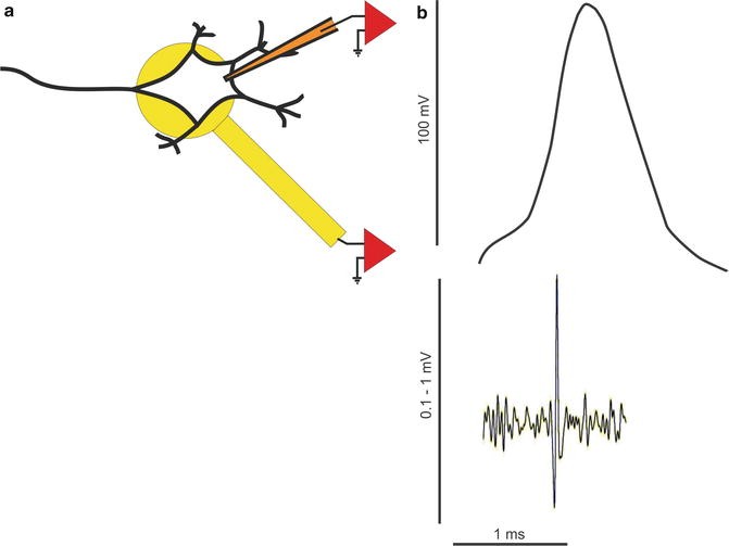 Neurons, Coupling SpringerLink