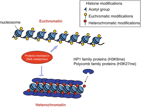 Heterochromatin and Euchromatin