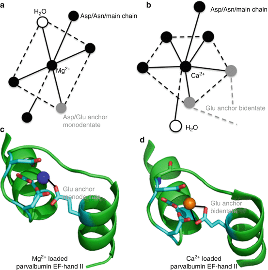 Magnesium Binding Sites in Proteins SpringerLink
