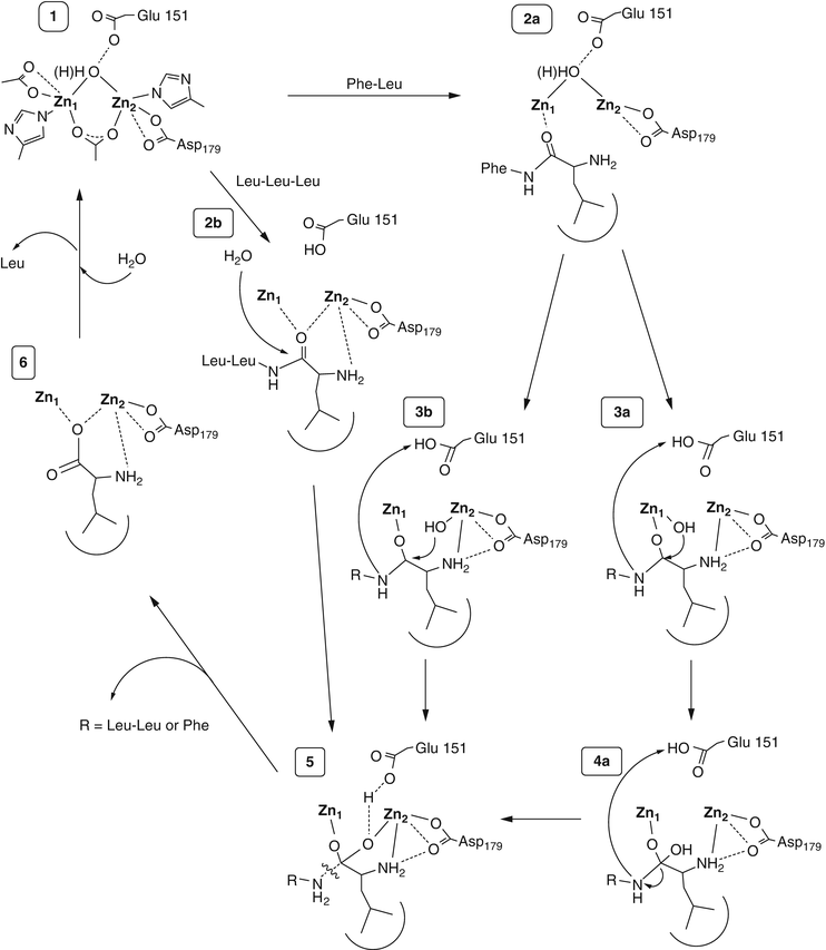 Zinc Aminopeptidases Aminopeptidase From Vibrio - 