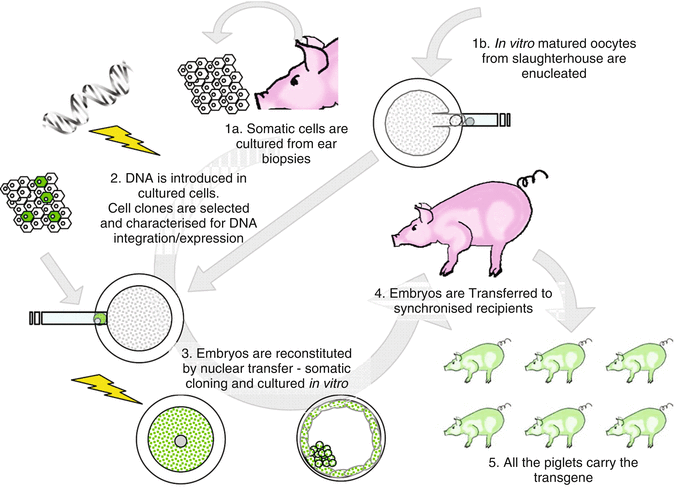 24+ Transgenic Animals Online Biology Notes Background