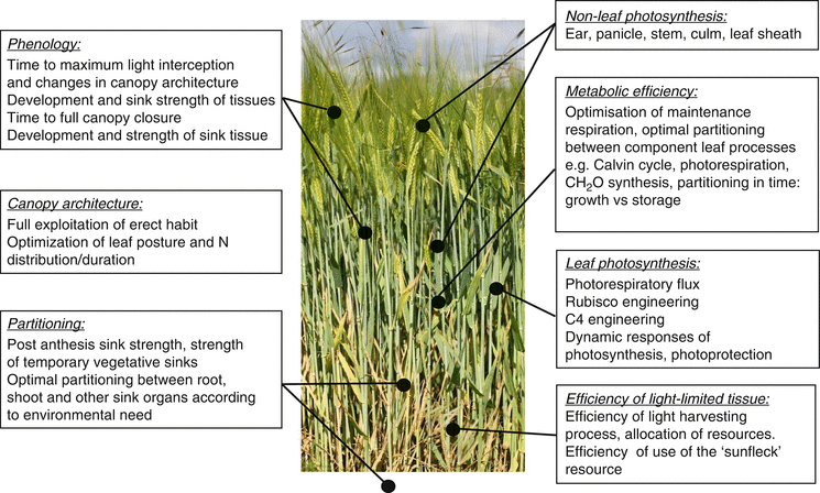 Crop Radiation Capture And Use Efficiency Springerlink - 