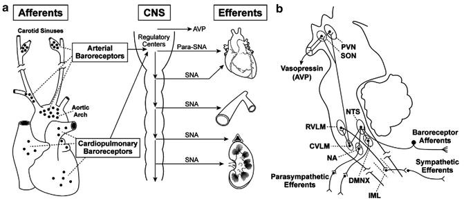 Baroreflex Models Springerlink