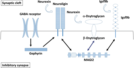 Synapse X Scam