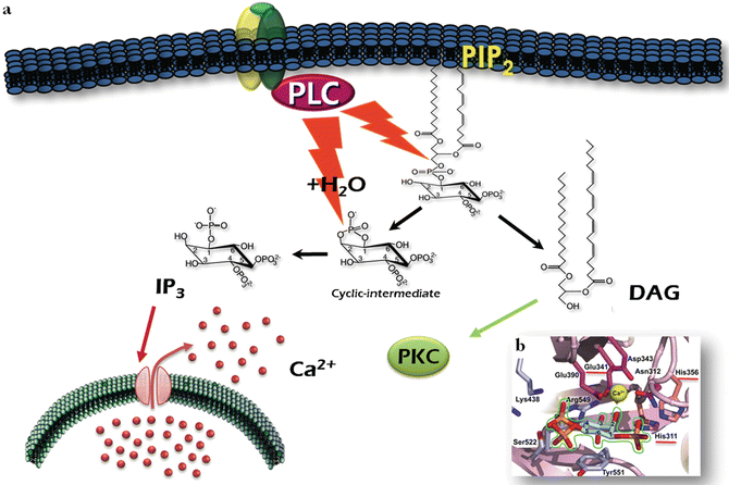 Phosphoinositide-Specific Phospholipase C (PI-PLC 