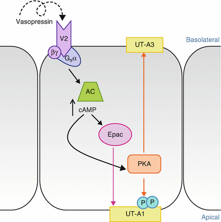 Ut Urea Transporter Springerlink
