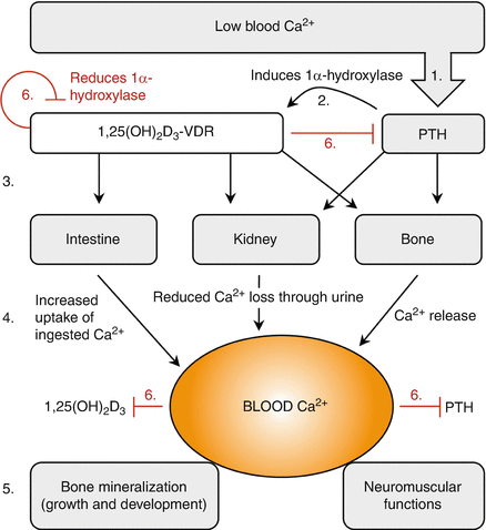 Vdr The Vitamin D Receptor Springerlink