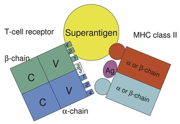 Superantigens by Bernhard Fleischer - 9783642510007 - Paperback - Barnes &  Noble®