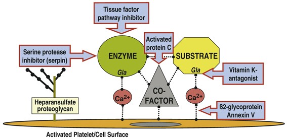 Blood Coagulation Springerlink Blood Coagulation Springerlink