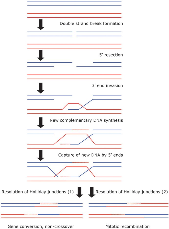 Mitotic Recombination | SpringerLink Mitotic Recombination | SpringerLink