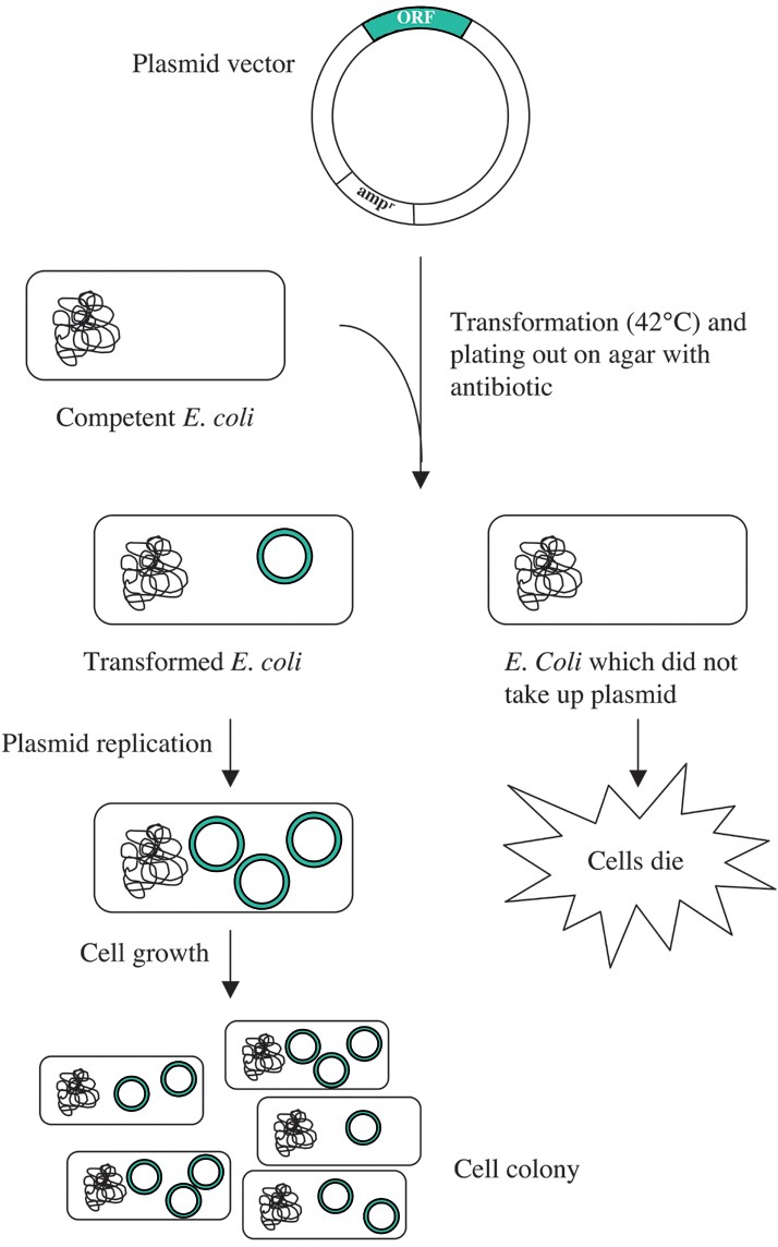 Protein Expression in Bacteria SpringerLink
