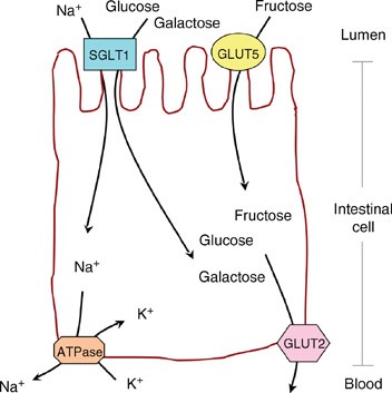 Monosaccharide Glucose Galactose And Fructose Malabsorption Springerlink