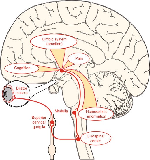 Neural Regulation of the Pupil | SpringerLink
