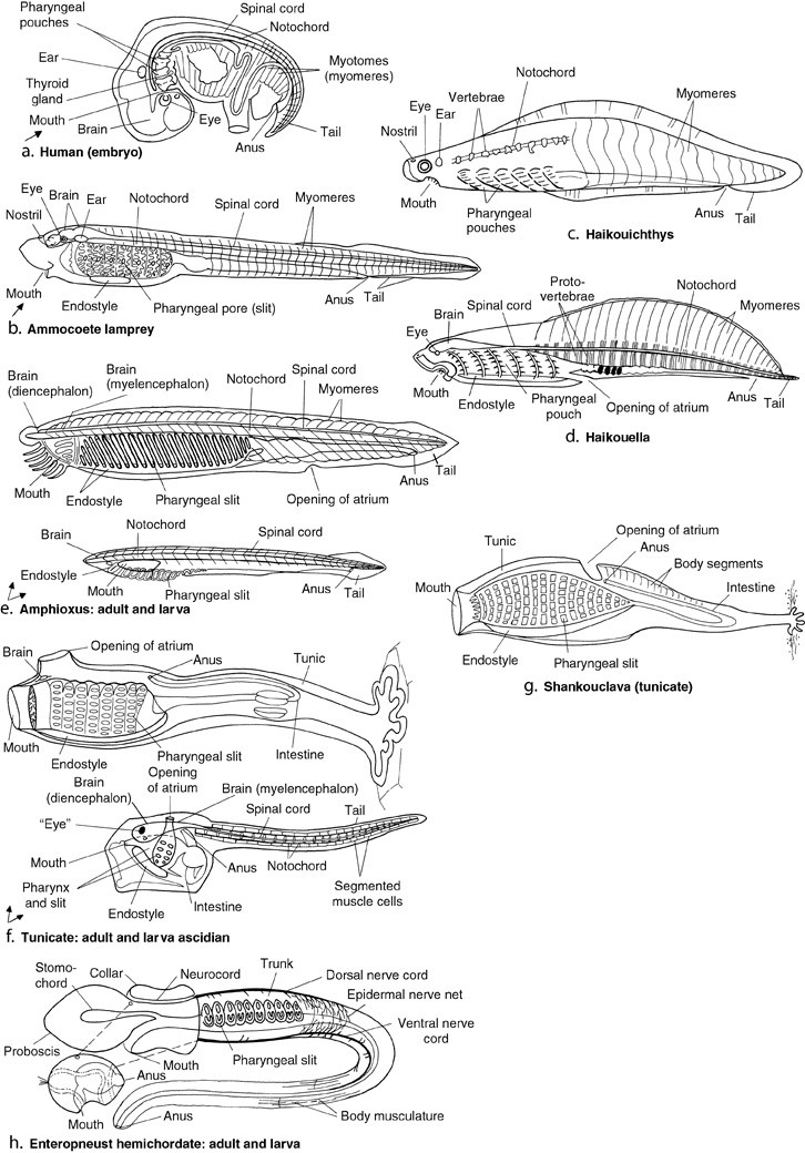 Evolution And Phylogeny Of Chordates | SpringerLink Evolution And Phylogeny Of Chordates | SpringerLink
