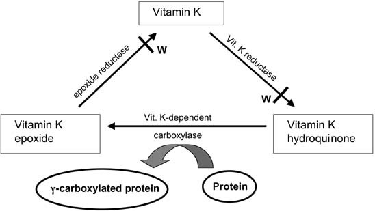 Vitamin K | SpringerLink