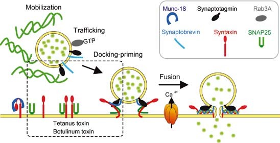 Exocytosis Springerlink