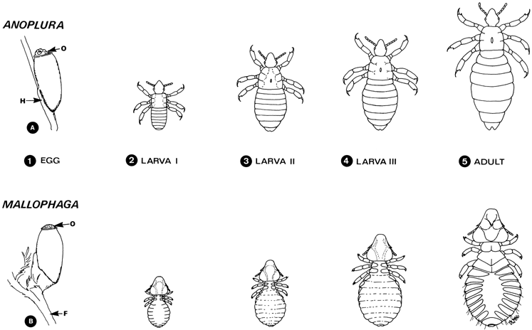Lice Springerlink