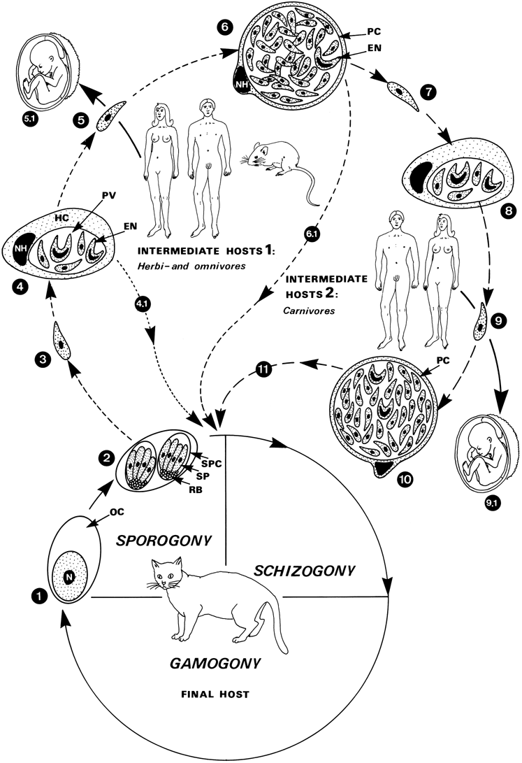 toxoplasma hominis férgek típusú férgek tünetei