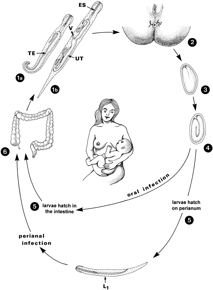 enterobius vermicularis cycle de vie