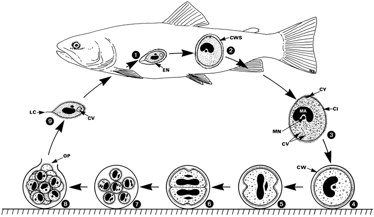 Стадии жизненного цикла цисты. Жизненный цикл Ichthyophthirius. Ихтиофтириоз жизненный цикл. Ихтиофтириоз цикл развития. Ichthyophthirius multifiliis жизненный цикл.